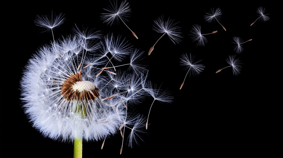 Dandelio seeds launching