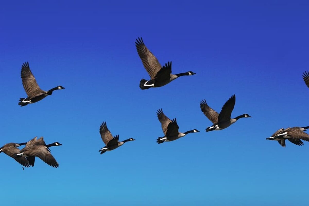 Goose flock bird fly